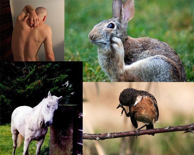 itch-animals0b46b.jpg