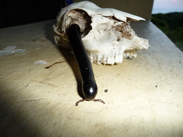 skull36d7bd.jpg