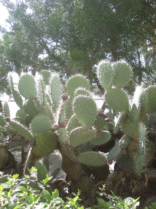 Malaga_cactus1ab309.jpg