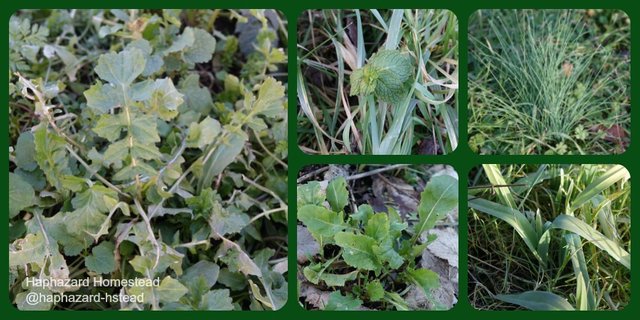 Wild Hedge Mustard Greens, or Sisymbrium - Forager