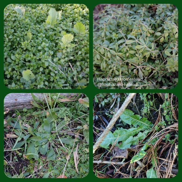 Wild Hedge Mustard Greens, or Sisymbrium - Forager