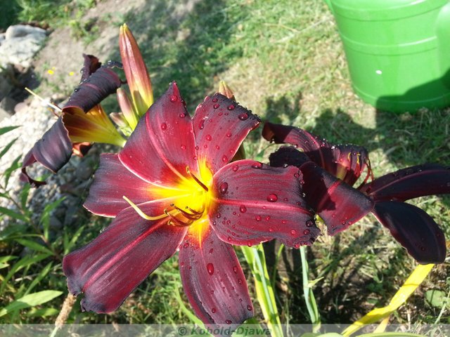 Daylily