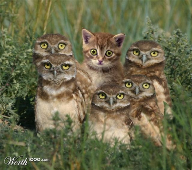 weird_standing_out_640_304d862.jpg
