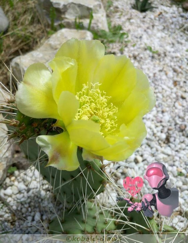 Cactus flower