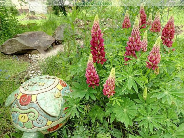 Lupinus