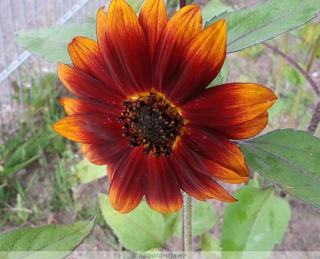 Sunflower red