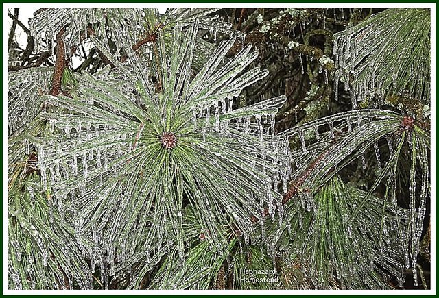 The Great Willamette Valley Ice Storm of '16 - 7 ...