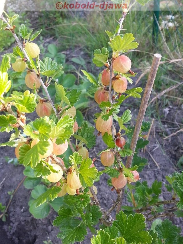 Stachelbeeren718ee.jpg