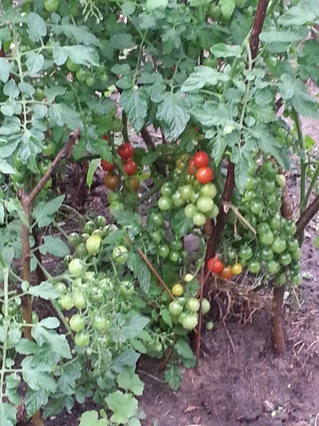 Tomaten0c63c.jpg