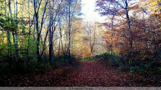 DudweilerWald3Kopieb9963.jpg