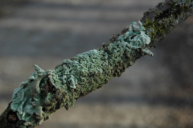 DSC_00072e8a9.jpg
