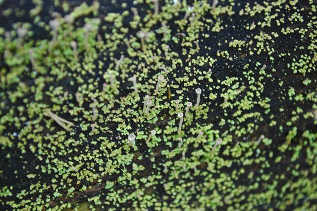 DSC_0544effbd.jpg
