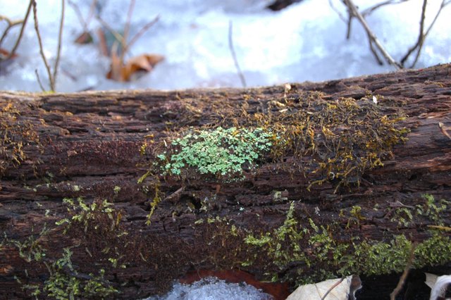 lichenspot88c10.jpg