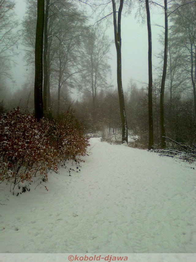Winterwald323b0.jpg