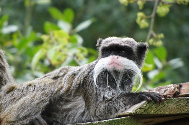 emperor-tamarin-1717503_12805c149.jpg