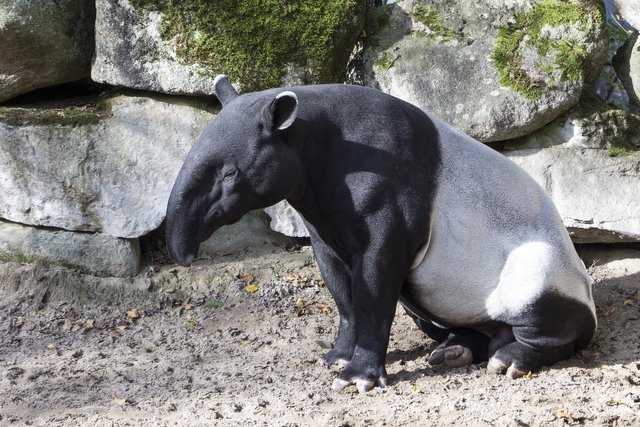 malayan-tapir-1734462_1920ea338.jpg