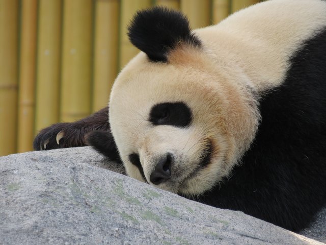 panda-1645495_1920bea21.jpg