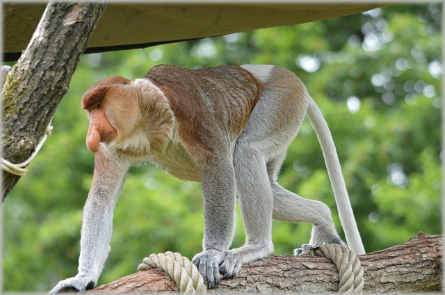 proboscis-monkey-216215_12800e0e3.jpg