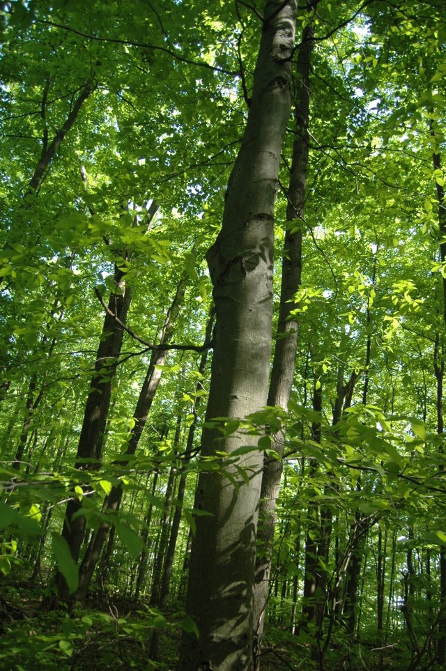 Trees Of Canada American Beech Steemit