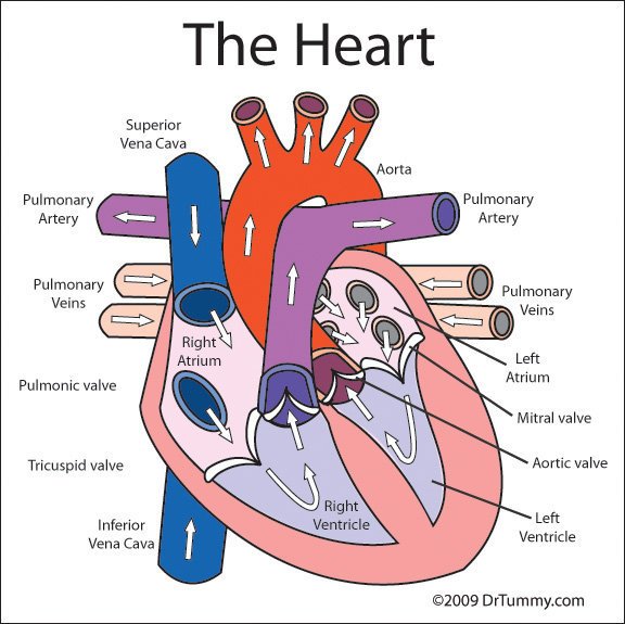 the human heart labeled for kids