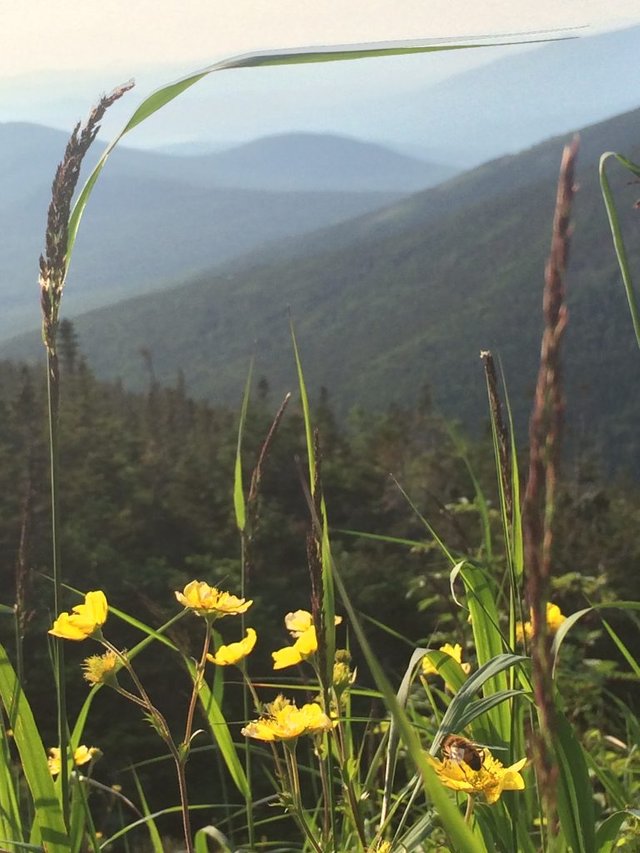 Mt. Washington, NH - 7/2019