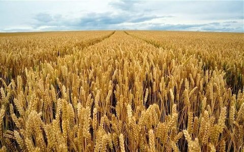 نتيجة بحث الصور عن ‪the wheat field‬‏
