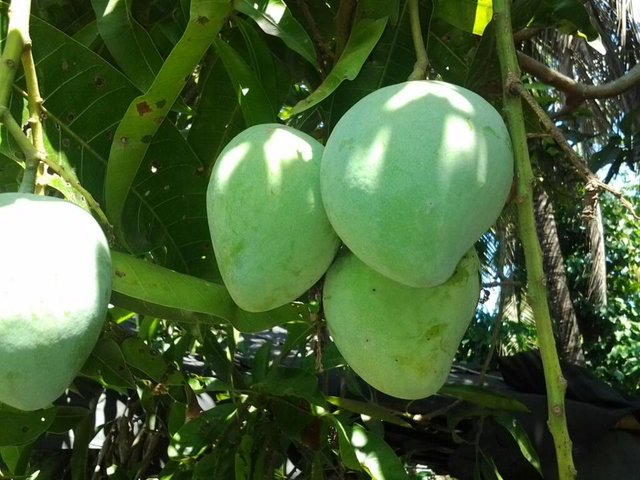 philippine mango fruit