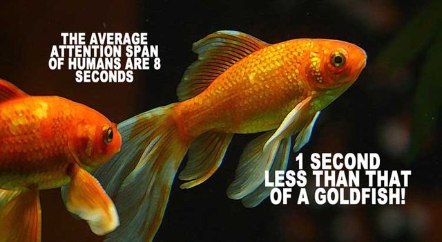 Image result for attention span of goldfish