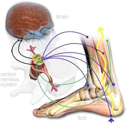 Proprioception