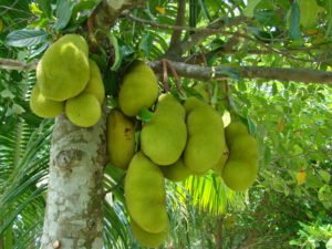 Jackfruit tree in Bangladesh