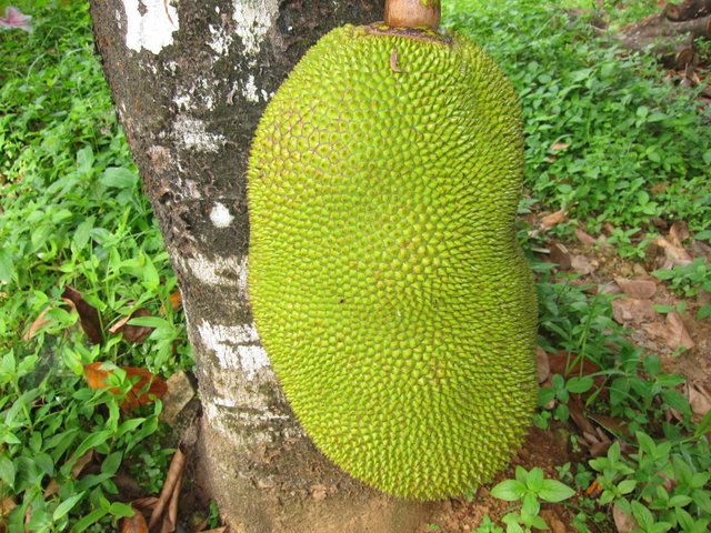 Jackfruit_ചക്ക