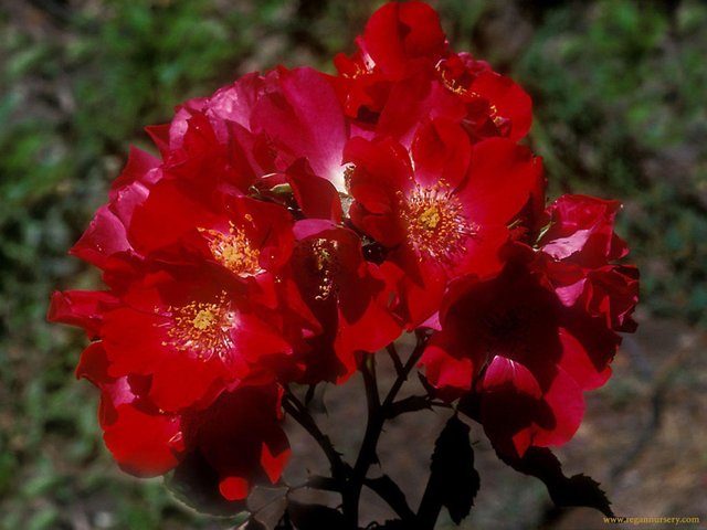 Full HD Roses Wallpapers (2) photo