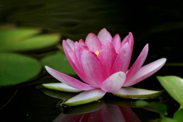 Lotus Flower (39) photo