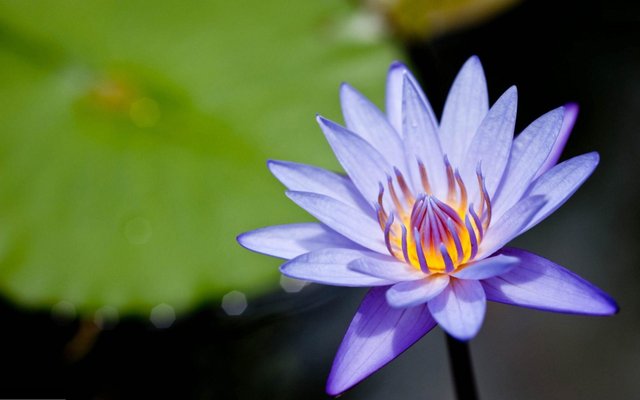 Lotus Flower (40) photo