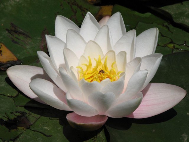 Lotus Flower (41) photo