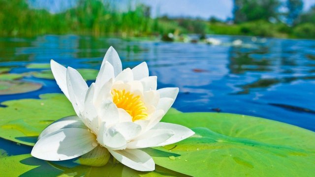 Lotus Flower (42) photo