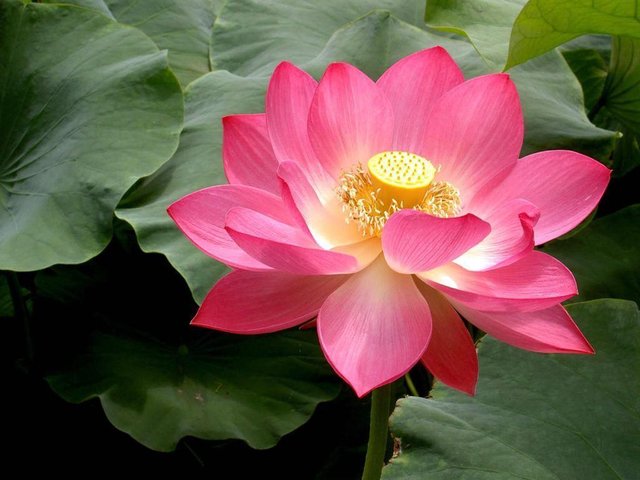 Lotus Flower (44) photo