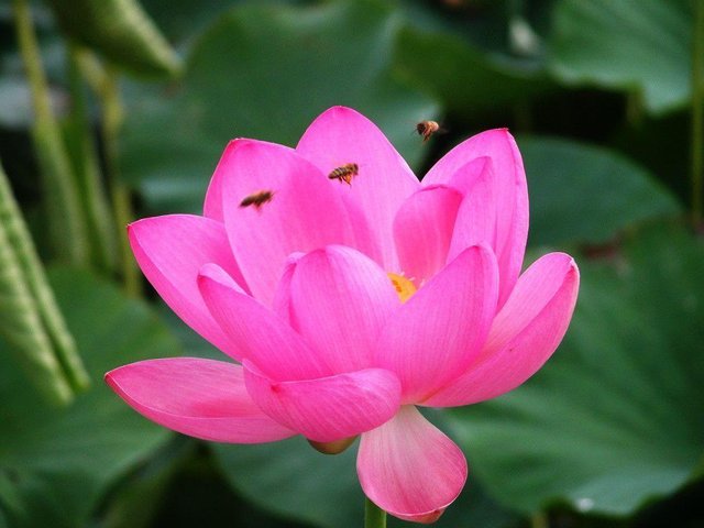 Lotus Flower (45) photo