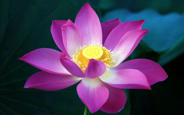 Lotus Flower (46) photo
