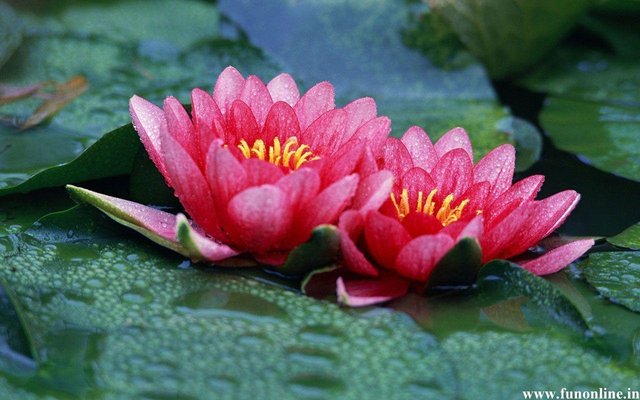 Lotus Flower (47) photo