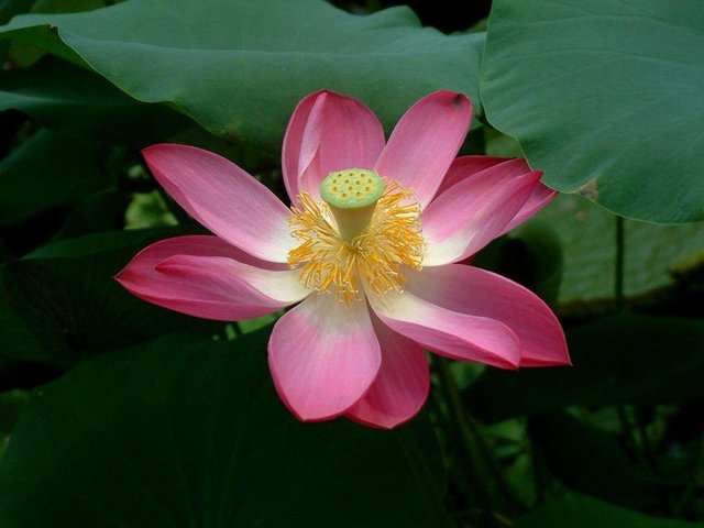 Lotus Flower (49) photo