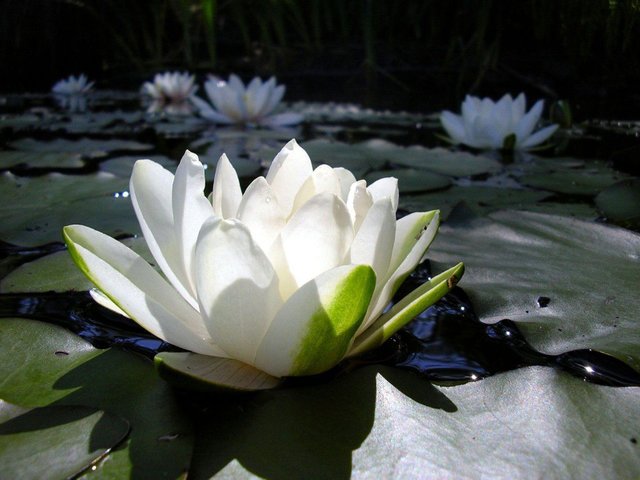 Lotus Flower (50) photo