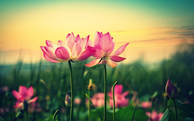 Lotus Flower (51) photo