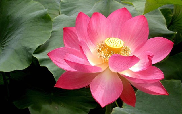 Lotus Flower (52) photo
