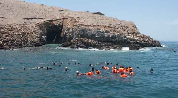 Image of sea lions