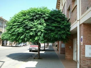 Quien no ha visto un árbol paraiso? — Steemit