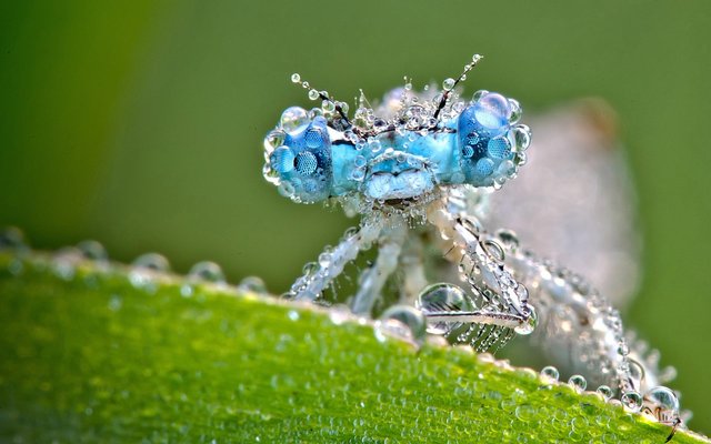 http://www.wallpaperawesome.com/wallpapers-awesome/wallpapers-animals-pets-puppies-awesome/wallpaper-drops-on-dragonfly.jpg