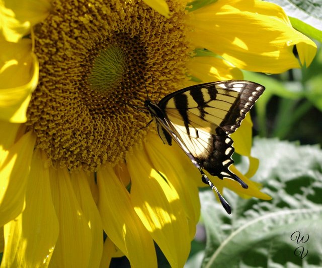 Sunflowers Everywhere! What to do when you see a Sunflower field — Steemit