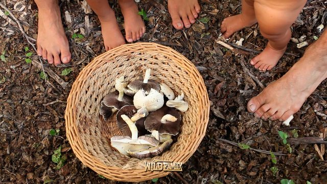 barefoot family gathering wild mushrooms