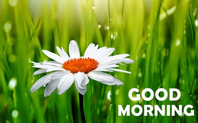Image result for good morning everyone images